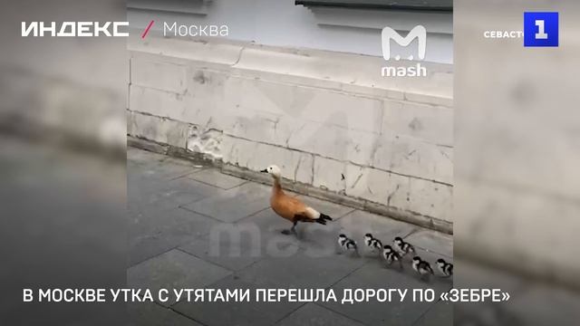 В Москве утка с утятами перешла дорогу по «зебре» смотреть онлайн