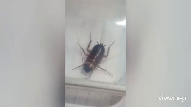 plant insect смотреть онлайн