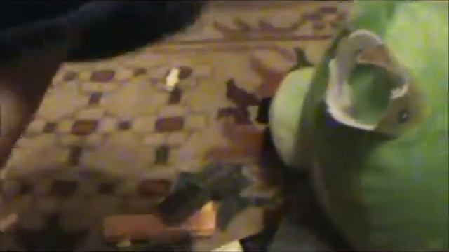ctpchannel11-adventures of postman pig смотреть онлайн