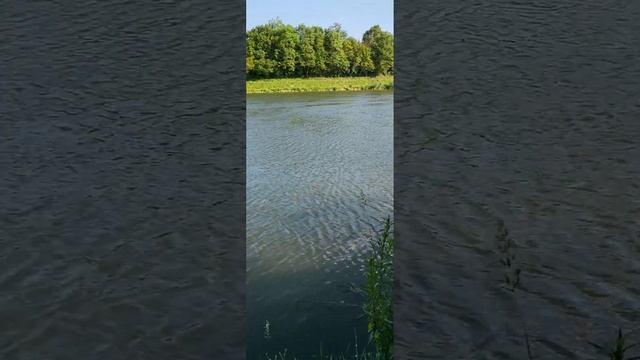 Рыбалка на Карпа летом. Рыбалка на бойлы. 11.06.2023.река Майн. смотреть онлайн