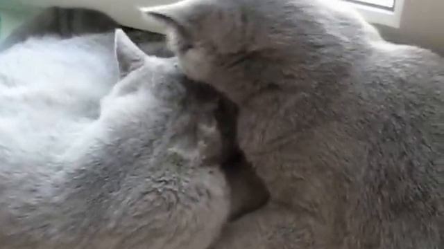 Ухаживания британских кошек смотреть онлайн