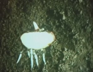 Биология. Строение и жизнедеятельность растений. Размножение растений его частями