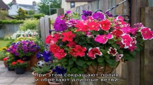 Как ухаживать за петунией в горшках?