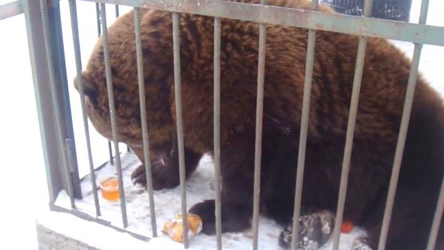 Наш Потапыч кушает мед смотреть онлайн