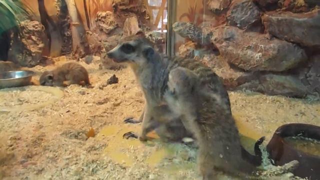 В ЗООПАРКЕ. г.КРАСНОЯРСК."РОЕВ РУЧЕЙ" смотреть онлайн