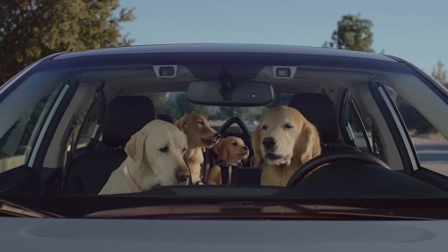 Subaru Dog Tested | Subaru Commercial | Phone Navigation смотреть онлайн