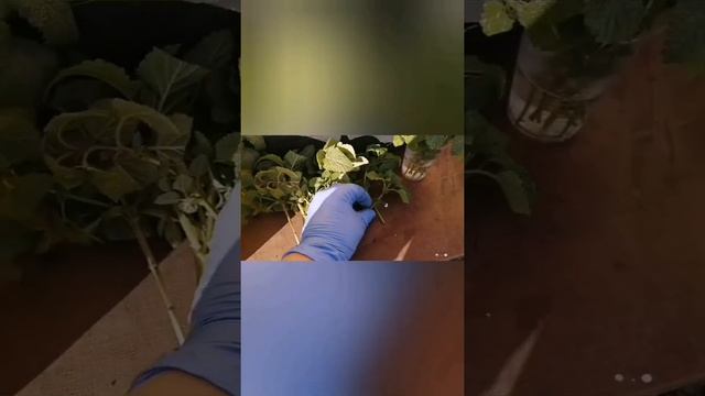 ВОЛШЕБНАЯ трава из СКАЗКИ! смотреть онлайн