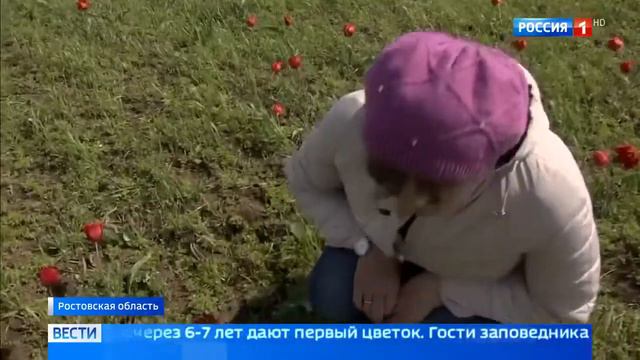 Тюльпаны расцвели в донской степи смотреть онлайн