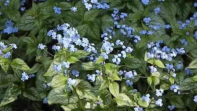 Brunnera macrophylla 'Jack Frost' смотреть онлайн