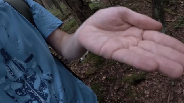 Прогулка по сказочному лесу. Атака кровососок. Встреча с лесными навозниками. #ThereAndBackAgain смотреть онлайн