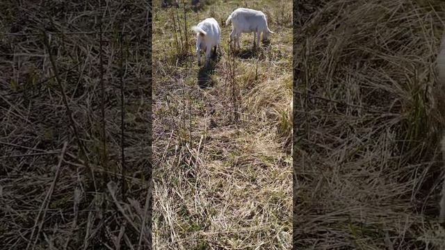 на лугу пасутся ко... правильно козы. пейти козье молоко будете здоровы! смотреть онлайн