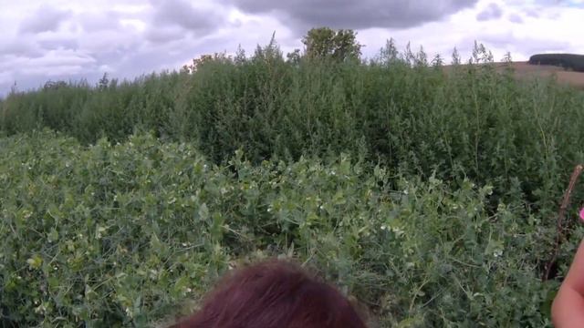 22 и 23 июля 2023 года в деревне Шигаево на своем огороде смотреть онлайн