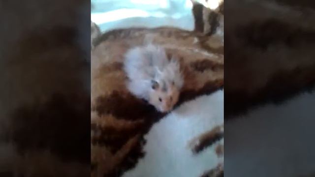 Зачётный хомяк смотреть онлайн