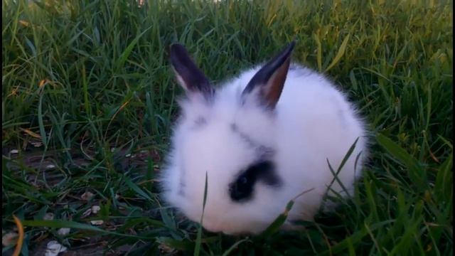 Карликовый кролик (Зая), первый раз на прогулке смотреть онлайн