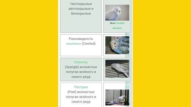Расцветки оперения волнистого попугая // какие они бывают //стандарты ВОЗВП смотреть онлайн