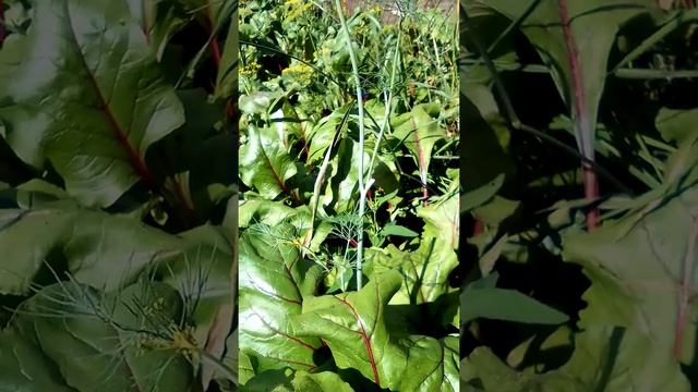 чем подкормить свеклу! обалденная подкормка для свеклы!!!? смотреть онлайн