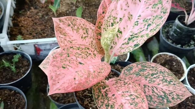 Beautiful Aglaonema Collection   Aglaonema Golden Hope, Lotus Delight, Stardust Orange, Dud Tricolo