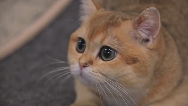 «Котодеревня» в вашем городе! смотреть онлайн