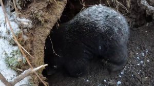 Семья медведей готовит берлогу к зиме.