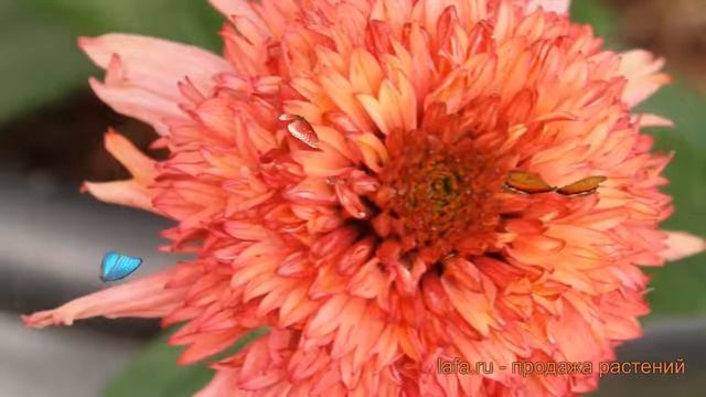 Эхинацея пурпурная Фламинго (echinacea purpurea) ? обзор: как сажать, саженцы эхинацеи Фламинго смотреть онлайн