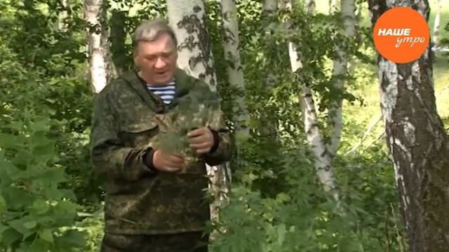 Пустырник и его  полезные свойства