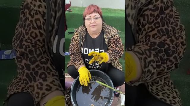 сохранение георгин в зиму смотреть онлайн