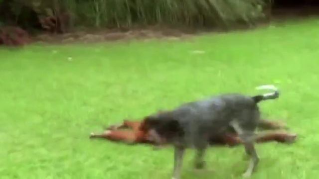 Животные тоже умеют дружить