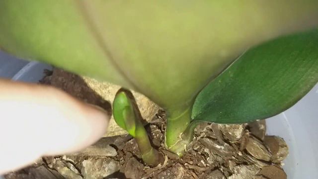 Орхидея фаленопсис Фламинго Джаз мамочка снова удивила.🍀 смотреть онлайн