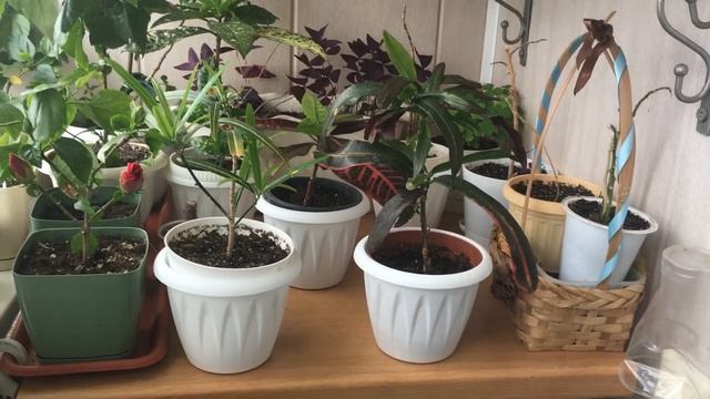 Какие комнатные цветы едут на дачу. Отвожу растения из квартиры. смотреть онлайн