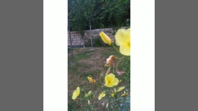 Цветок Азана💛☀️ смотреть онлайн