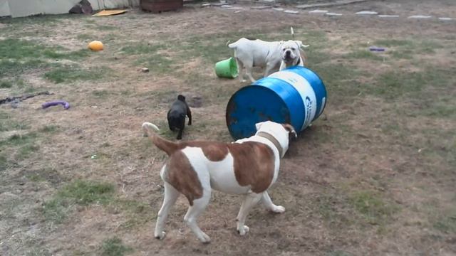 Американские бульдоги веселятся!