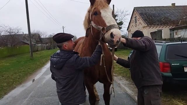 КУПИЛИ САН САНЫЧУ КОБЫЛУ ЛИТОВСКИЙ ТЯЖЕЛОВОЗ/Bought a heavy truck mare