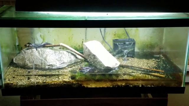 Quick cheap mudskipper setup смотреть онлайн