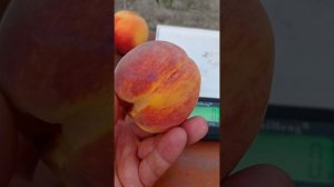 Персик Флеминг Фьюри PF-25