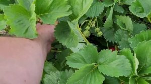 МОСКОВА! Новый сорт клубники  с крупной ягодой!