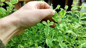 Мята вариегатная ананасовая, зимовка, посадка