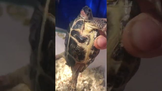 Кошки под камерой смотреть онлайн