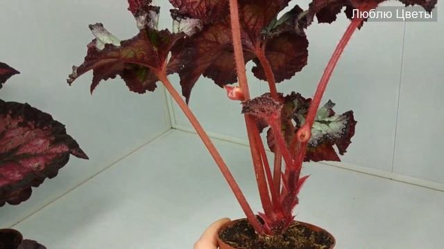 Цветочные будни #7 - Сам себе селекционер. Новые сорта бегоний из сеянцев. смотреть онлайн