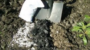 Сорт яблок Розовый Жемчуг