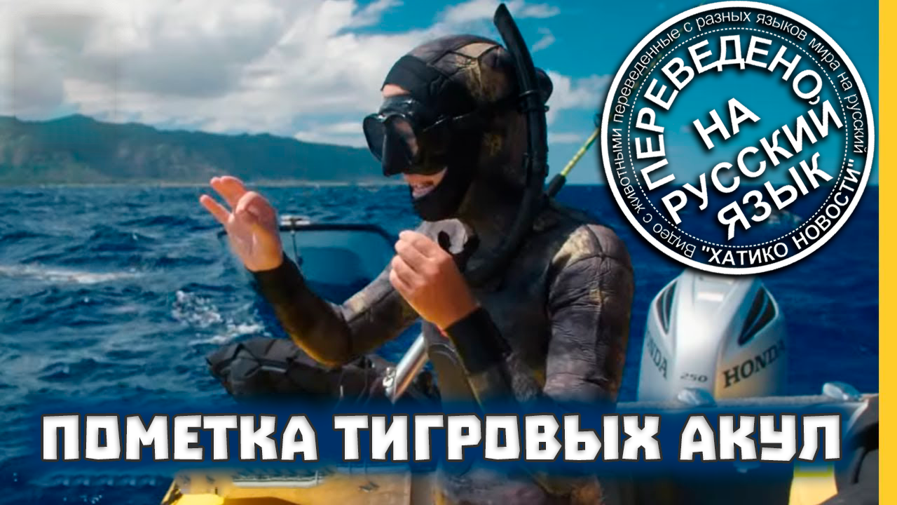 Пометка тигровых акул | Хатико Новости - 11 серия