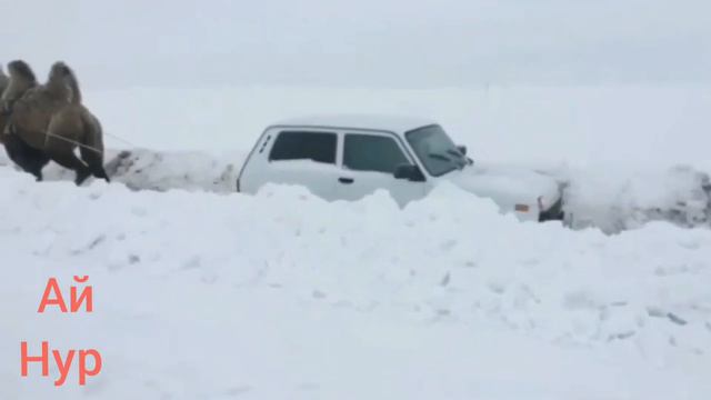 #верблюд #нива Верблюд тащит Ниву смотреть онлайн