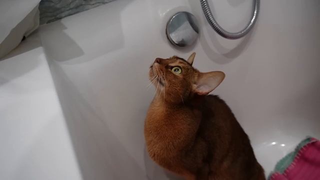 ГУСЬ-ОБНИМУСЬ В РЕАЛЬНОЙ ЖИЗНИ | КОШАЧЬЯ ИСТОРИЯ УЖАСОВ смотреть онлайн