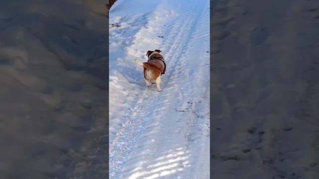 -16° Ветра нет, солнце, воздух чистый, снег белый, красота. смотреть онлайн