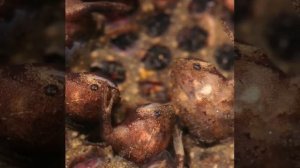 Единственная живородящая жаба! Откуда выходят детеныши суринамской пипы?