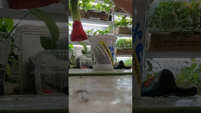 Омоложение луковицы гиппеаструма. смотреть онлайн