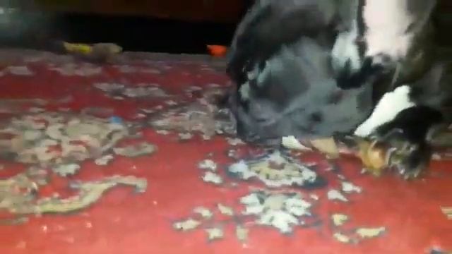 Мопс Фрэнк поет (Люди в Черном) смотреть онлайн