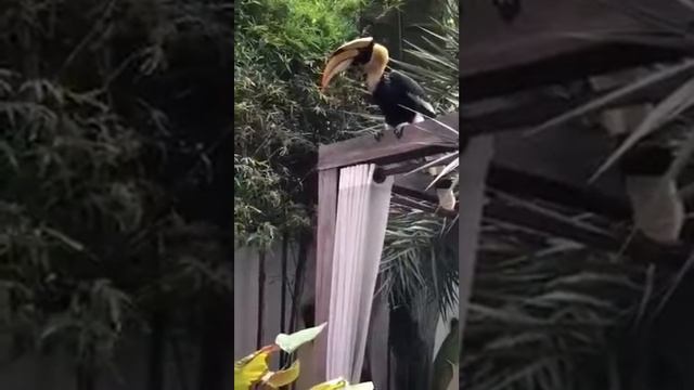 Tucan ...."тукан" чудо птица))) смотреть онлайн