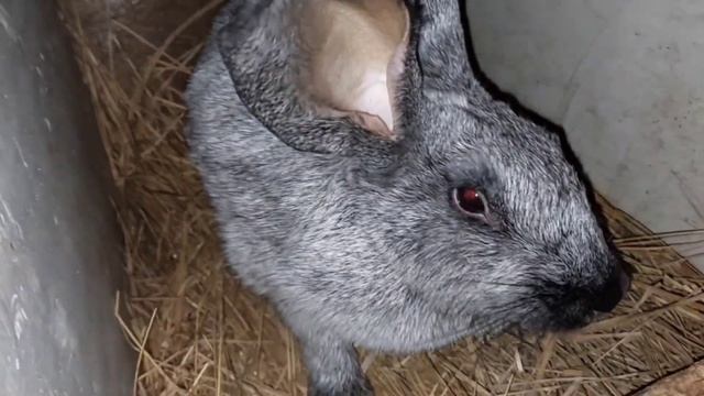 НАКОНЕЦ ТО НАМ ВСПАХАЛИ ЗЕМЛЮ. СОБИРАЕМ КУКУРУЗУ. УБИРАЕМСЯ У КРОЛИКОВ. 01.11.23 смотреть онлайн