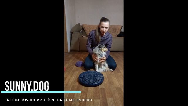 Что не нравится всем собакам? смотреть онлайн
