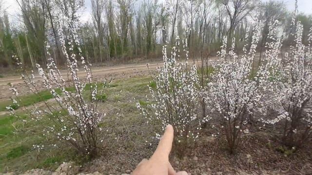 Вишня войлочная. Для запас семена. смотреть онлайн